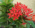 Ixora Coccinea Compacta - Mini Ixora 0,20 - 0,25m