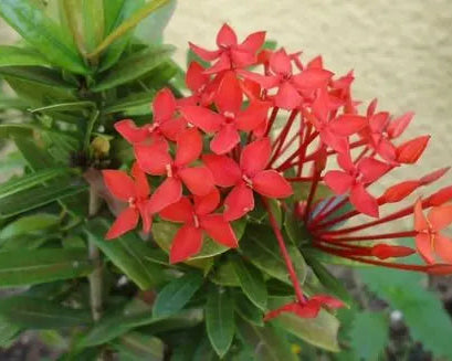 Ixora Coccinea Compacta - Mini Ixora 0,20 - 0,25m