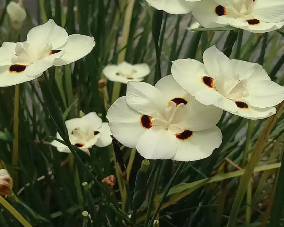 Dietes Iridioides - Moreia Amarela 0,80m
