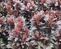 Cordyline Fruticosa - Dracena Chocolate 0,70 - 0,80m