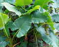 Alocasia Macrorrhizos - Orelha de Elefante 0,50 - 0,60 m