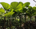 Licuala Grandis - Palmeira Leque 0,80 - 1,00m