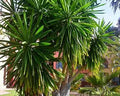 Yucca Gigantea - Yucca Verde 1,00 - 1,20m