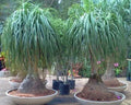 Beaucarnea Recurvata - Pata de Elefante 0,60 - 0,80m