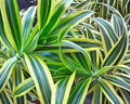 Dracena Reflexa - Pleomele Variegata  0,80 - 1,00m