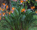 Strelitzia Reginae - Strelitzia 0,50 m