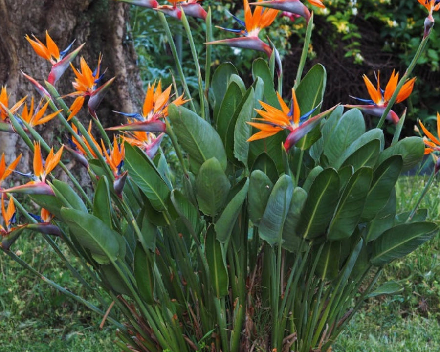 Strelitzia Reginae - Strelitzia 0,50 m