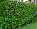 Thunbergia Erecta - Tumbérgia Arbustiva 1,00 - 1,20m